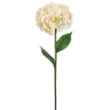 Blush Giant Hydrangea Stem
