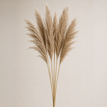 Natural Large Fluffy Pampas Grass