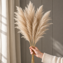 Natural Large Fluffy Pampas Grass